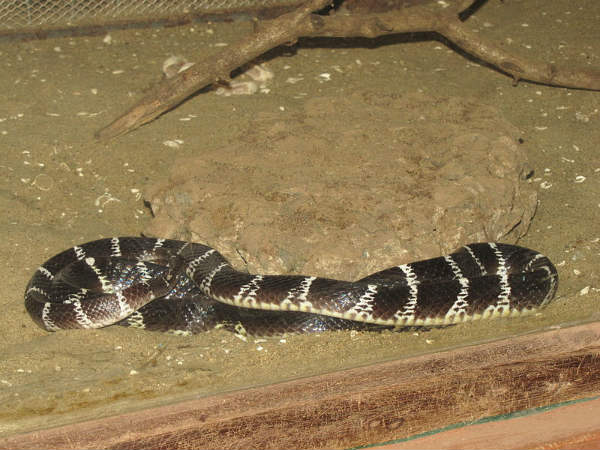 ಅದ್ಭುತ ಸರ್ಪಗಳ ಉದ್ಯಾನಗಳು