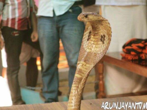 ಅದ್ಭುತ ಸರ್ಪಗಳ ಉದ್ಯಾನಗಳು