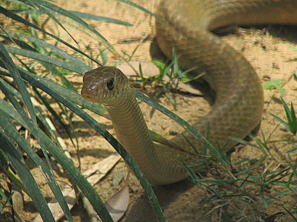ಅದ್ಭುತ ಸರ್ಪಗಳ ಉದ್ಯಾನಗಳು
