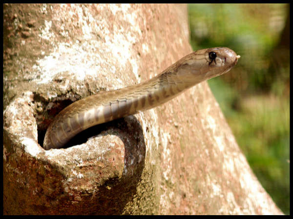 ಅದ್ಭುತ ಸರ್ಪಗಳ ಉದ್ಯಾನಗಳು
