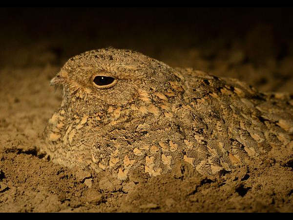 ಇಲ್ಲೆ ಕಾಣಬಹುದು