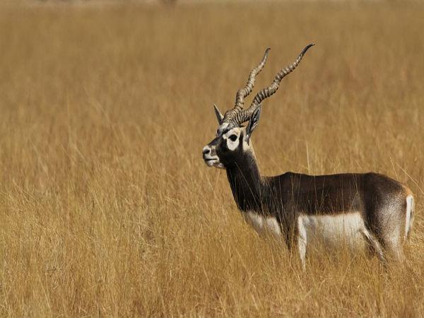 ಕೃಷ್ಣ ಮೃಗ