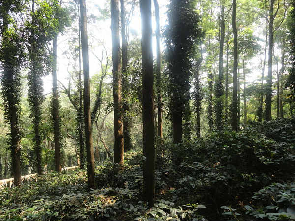 ಕಾಫಿ ತೋಟ