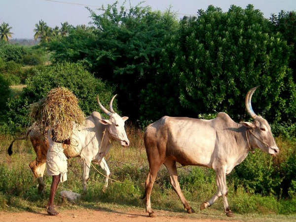 ದಾವಣಗೆರೆ