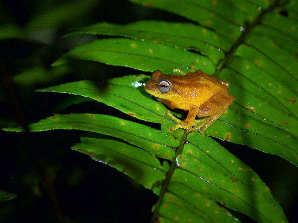 ಇತರೆ ಜೀವರಾಶಿ