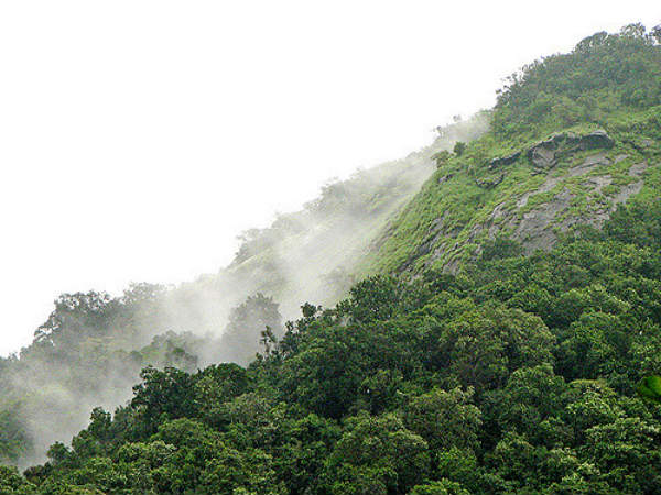 ಅರಣ್ಯ ಸಂಪತ್ತು