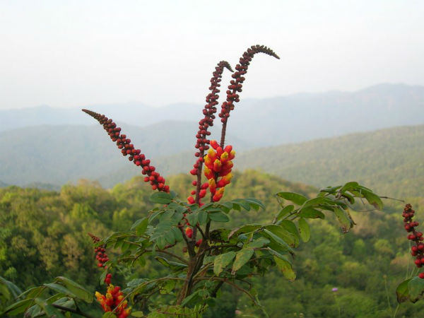 ಸಸ್ಯಸಂಪತ್ತು