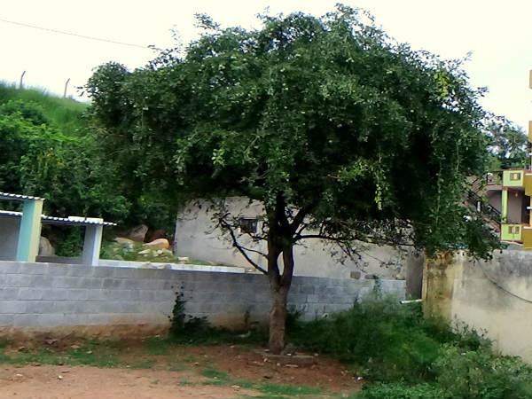 ಹೊಸಕೆರೆಹಳ್ಳಿಯ ನೆಚ್ಚಿನ ದುರ್ಗಾ ದೇವಾಲಯ ಹೊಸಕೆರೆಹಳ್ಳಿಯ ನೆಚ್ಚಿನ ದುರ್ಗಾ ದೇವಾಲಯ