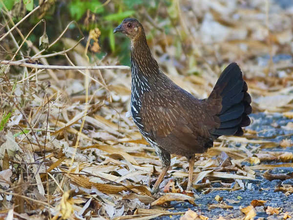 ಬಲು ಚುರುಕು
