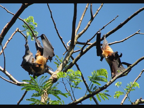 ಕಂಡುಬರುತ್ತವೆ