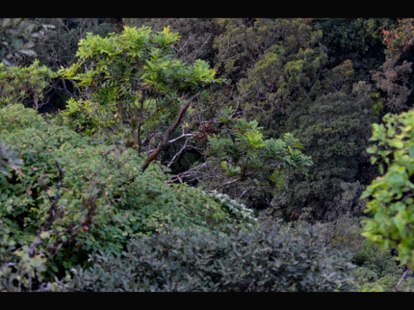 ಅಲ್ಲಲ್ಲಿ