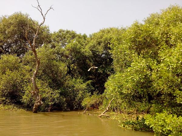 ಮ್ಯಾಂಗ್ರೋವ್ ಗಿಡ