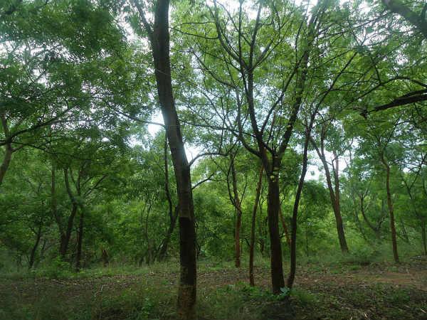 ಅಭಯಾರಣ್ಯ