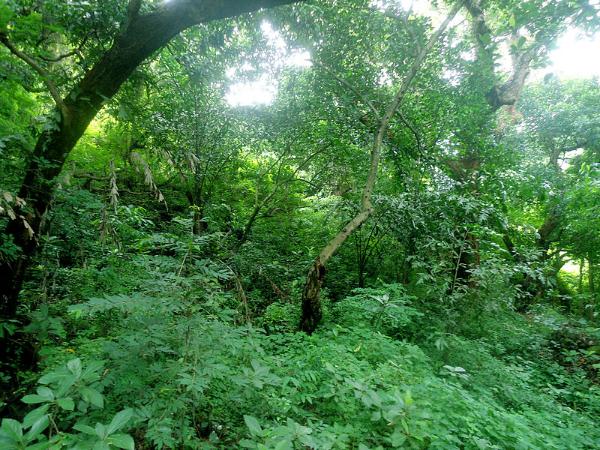 ವೈಜಾಗ್