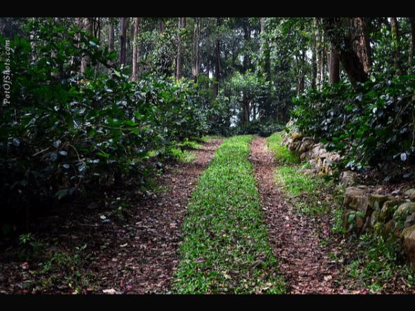 ದಟ್ಟ ಹಸಿರಿನ ರಾಶಿ