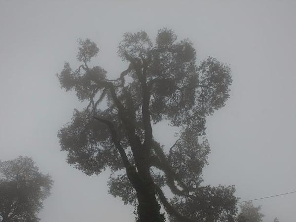 ಶ್ಯಾಮಲ!