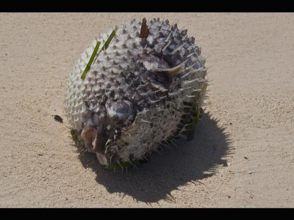 ಹಲವಾರು ಜಲಚರಗಳು