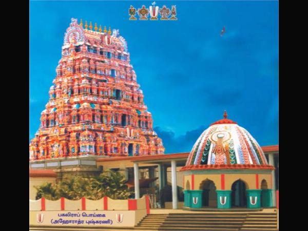 ಕಡು ಮುದುಕ