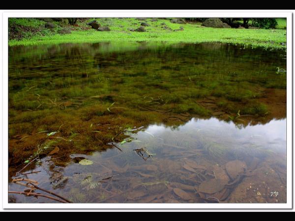 ಎಲ್ಲೆಡೆ ಹಸಿರು