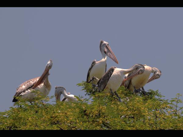 ಕೊಕ್ಕುಗಳಿಗೆ ಆಸರೆಯಾದ ದೇವರ ಮಕ್ಕಳು! ಕೊಕ್ಕುಗಳಿಗೆ ಆಸರೆಯಾದ ದೇವರ ಮಕ್ಕಳು!