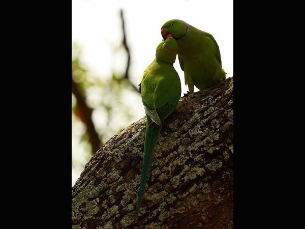 ಕೊಕ್ಕುಗಳಿಗೆ ಆಸರೆಯಾದ ದೇವರ ಮಕ್ಕಳು! ಕೊಕ್ಕುಗಳಿಗೆ ಆಸರೆಯಾದ ದೇವರ ಮಕ್ಕಳು!