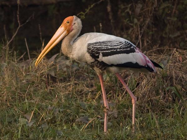 ಕೊಕ್ಕುಗಳಿಗೆ ಆಸರೆಯಾದ ದೇವರ ಮಕ್ಕಳು! ಕೊಕ್ಕುಗಳಿಗೆ ಆಸರೆಯಾದ ದೇವರ ಮಕ್ಕಳು!