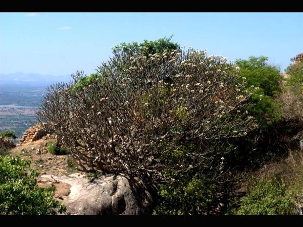 ಮರೆಯಲೇಬಾರದು