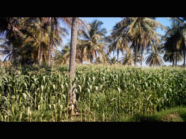 ಹೊಲಗದ್ದೆಗಳು