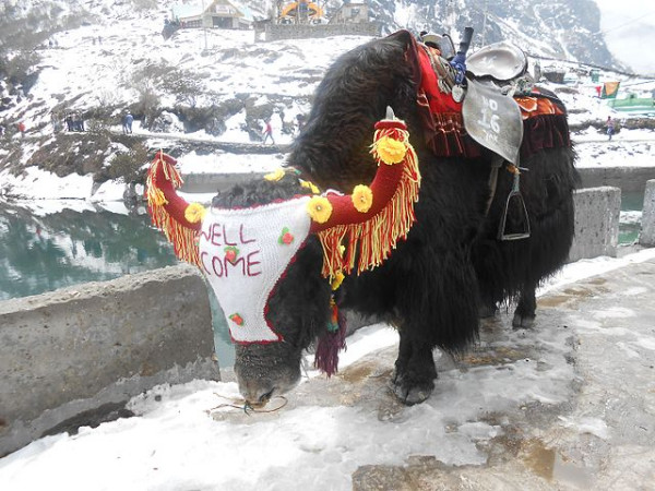 ಹಿಮಾಲಯದ ಯಾಕ್