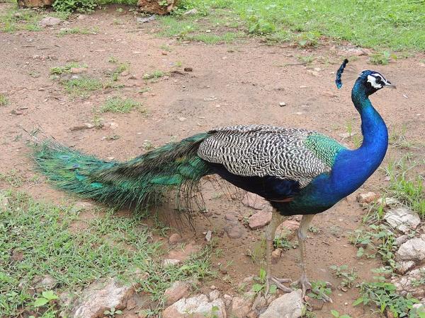 ಅಲ್ವಾರ್