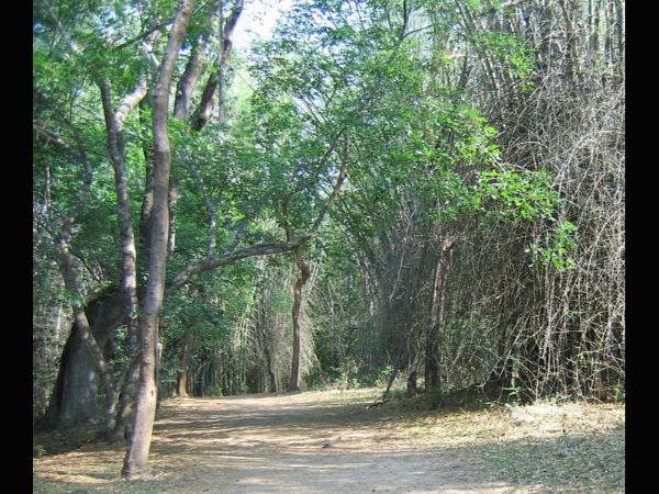 ವಿಶೇಷ ಮರಗಳು
