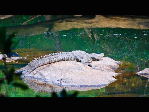 ಪ್ರಾಣಿಗಳು ಬಹಳ