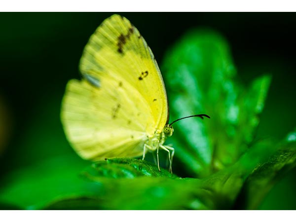 butterfly park bangalore butterfly park bangalore