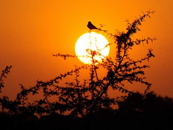 ಹಸಿರಾಗಿದೆ ಹೆಸರಘಟ್ಟ... ಬೈಕ್ ಹತ್ತಿ ಹೊರಡ್ರಪ್ಪ...