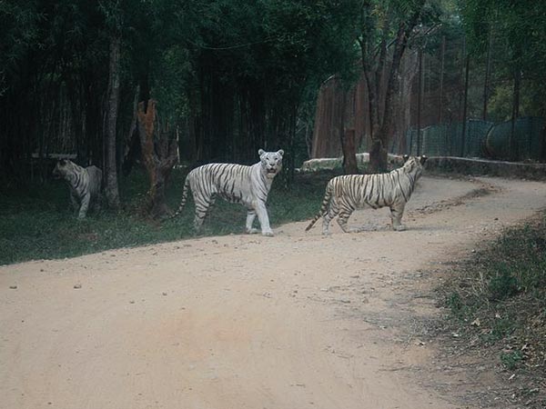 butterfly park bangalore butterfly park bangalore