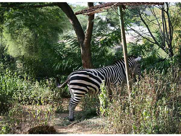 butterfly park bangalore butterfly park bangalore