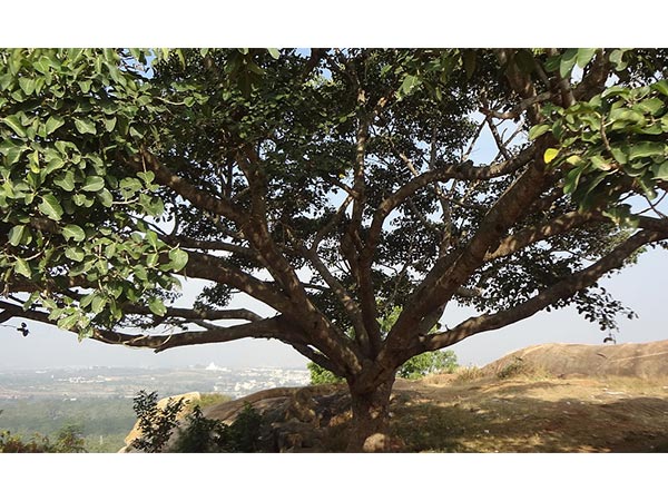 Turahalli Forest Turahalli Forest