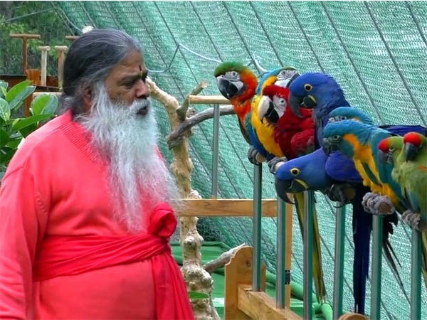 ಗಿಳಿ ವನ