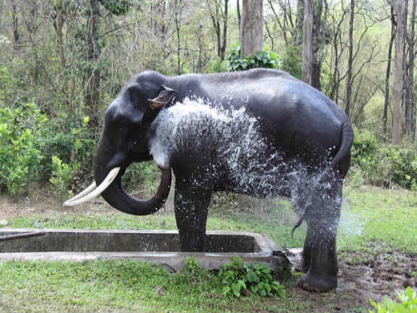 ಅಣ್ಣಾಮಲೈ ವನ್ಯಧಾಮ