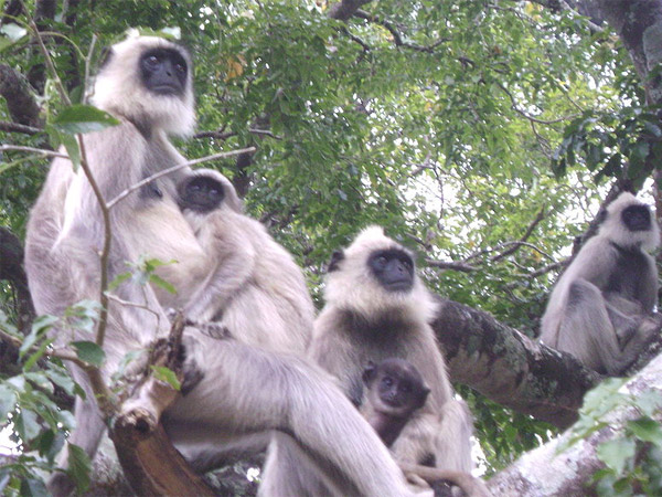 ಮುದುಮಲೈ ವನ್ಯ ಜೀವಿ ಅಭಯಾರಣ್ಯ