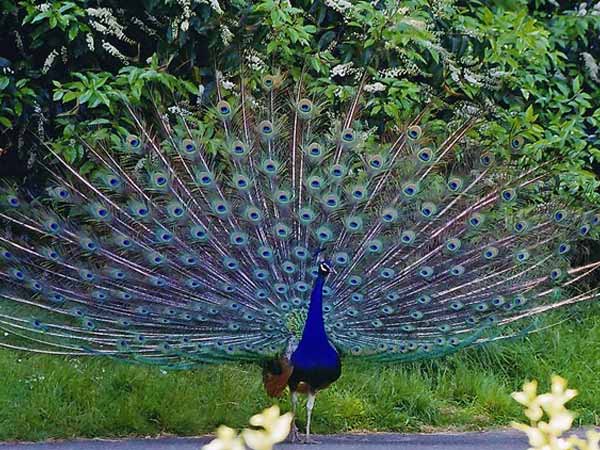 ಬಂಕಾಪುರ ನವಿಲುಧಾಮ