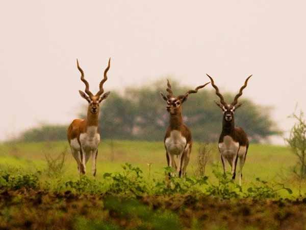 ಕೃಷ್ಣ ಮೃಗ ಅಭಯಾರಣ್ಯ