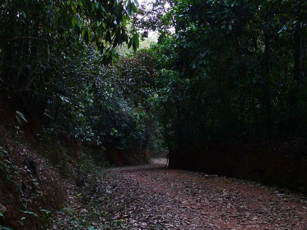 ಅರಣ್ಯ ಅರಣ್ಯ