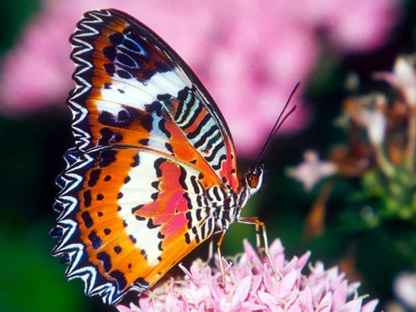 ಪ್ರವೇಶ ಶುಲ್ಕ