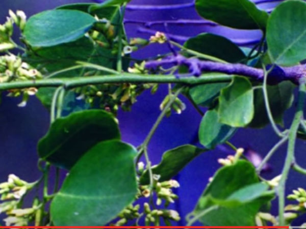 ಪ್ರೆಶ್ನೆ
