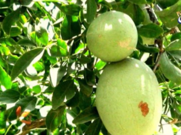 ವಿಶಿಷ್ಟತೆ