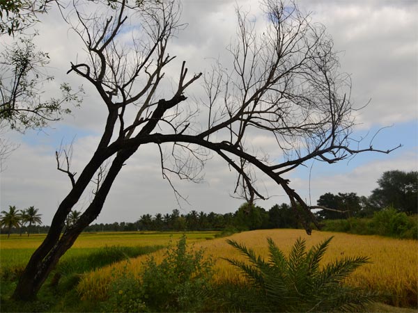 ಮದ್ದೂರಿಗೆ ಭೇಟಿ ನೀಡುವುದಕ್ಕೆ ಅತ್ಯ೦ತ ಸೂಕ್ತವಾಗಿರುವ ಕಾಲಾವಧಿ
