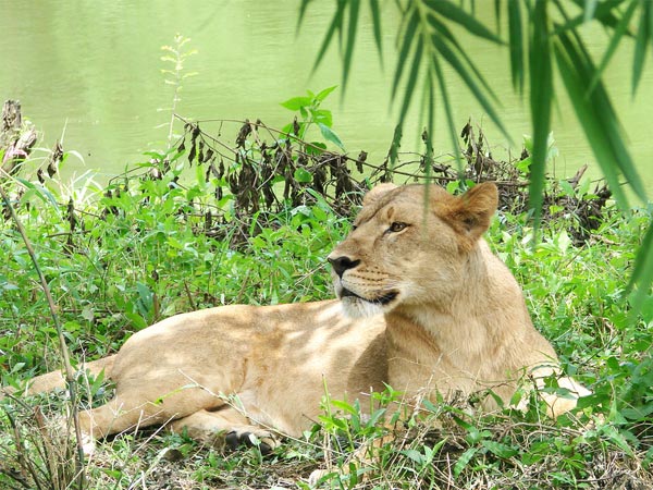 ಬನ್ನೇರುಘಟ್ಟ ರಾಷ್ಟ್ರೀಯ ಉದ್ಯಾನವನ