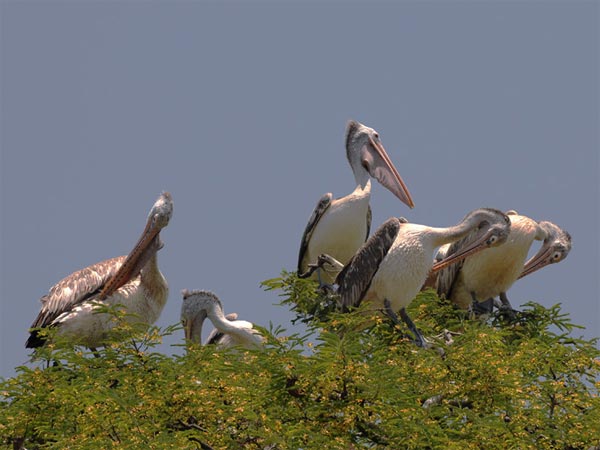 ಕೊಕ್ಕರೆಬೆಲ್ಲೂರು ಹಕ್ಕಿಗಳ ರಕ್ಷಿತಾರಣ್ಯ