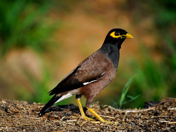 ಕೊಕ್ರೆಬೆಳ್ಳೂರು
